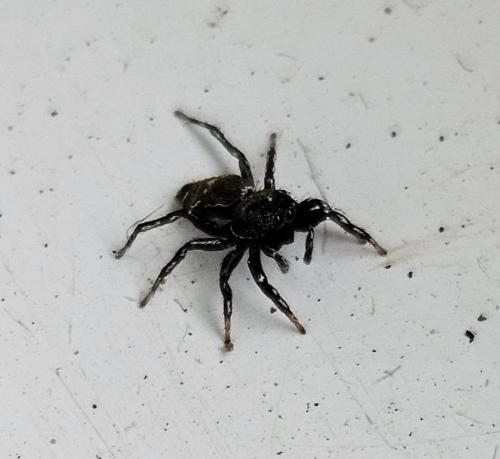 Heliophanus kochii
